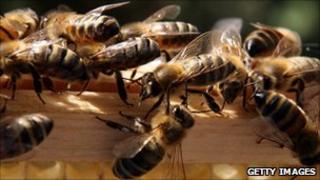 Bees on a frame