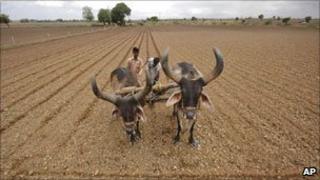 India farmland