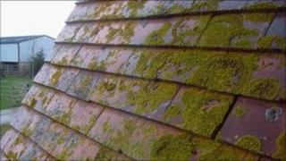 Roof moss