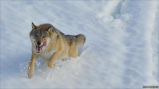 Running wolf (Credit: Jon Arnemo)