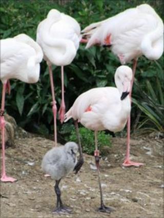 Flamingo chick with adult birds