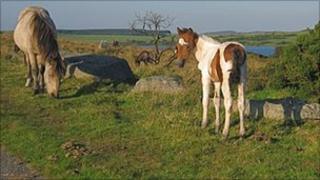 Bodmin ponies grazing by the side of the road