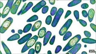 Clostridium difficile bacteria