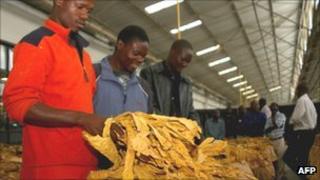 Zimbabwean tobacco growers and merchants inspect tobacco at the Tobacco Auction Floors at the start of the annual selling season in Harare in February 2010