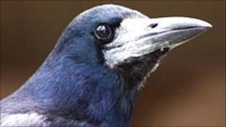 Rook (Christopher Bird)
