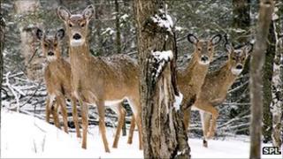 White tail buck