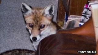 Fox courtesy of Tony Small