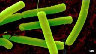 Clostridium sporogenes