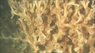 Cold water coral Lophelia Pertusa