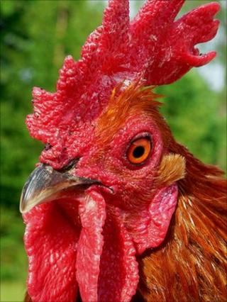Chicken