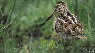 Snipe
