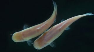 Phreatichthys andruzzii (Saulo Bambi)