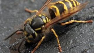 A wasp