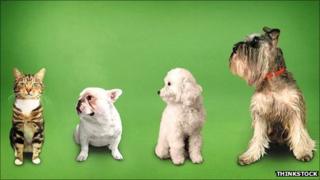 A cat and three dogs