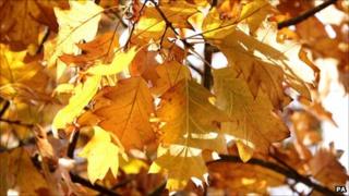 Autumn leaves