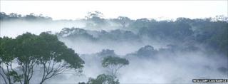 Dawn over amazon rainforest