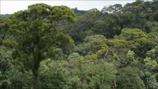 Sinharaja rainforest