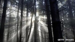 Coniferous forest in Germany's Harz region