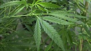 Cannabis plant