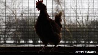 A chicken in a pen, file pic