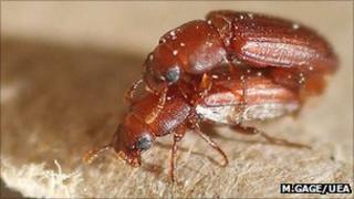 Mating Tribolium (L.Michalczyk/UEA)