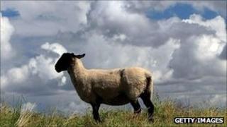 Sheep