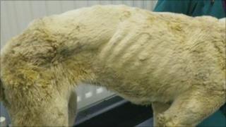 Emaciated greyhound