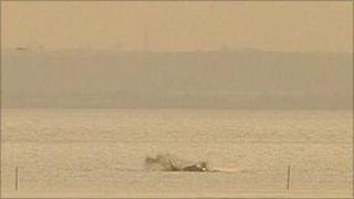 beached whale