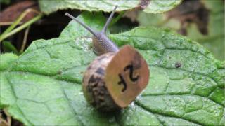 Snail