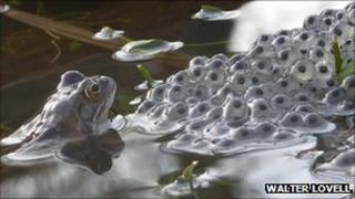 Frog and frog spawn