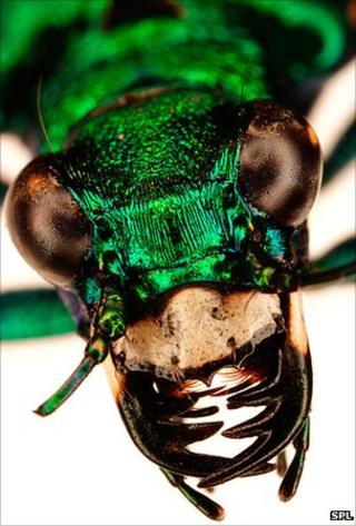 Tiger beetle