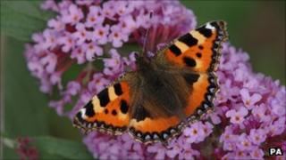 Buddleia blooming (Credit: PA)