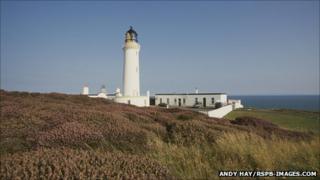 RSPB Mull of Galloway