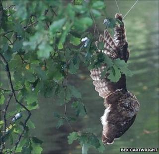 Tawny owl trapped in tree at Betws-y-Coed, Conw