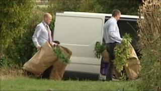 Cannabis plants being removed