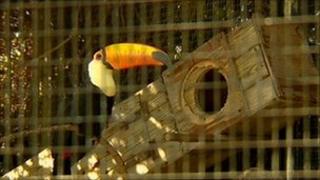 A toco toucan at the Leeds Castle aviary