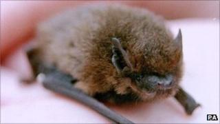 Pipistrelle