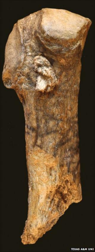 Bone