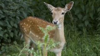 Fallow deer