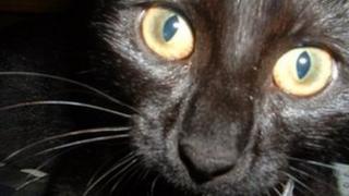 Black cat