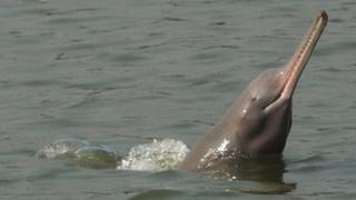 A Ganges dolphin. (Photo: Rubaiyat Mansur Mowgli)