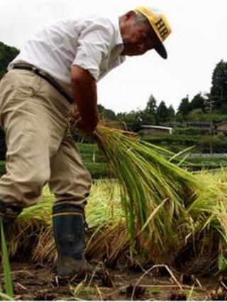 A farmer makes bundles of harvested rice in a paddy field during rice harvesting season Sayo city, Hyogo.