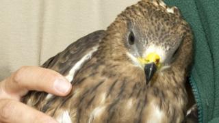 The young Honey Buzzard
