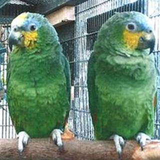 The two parrots before they had their feet cut off at Wicksteed Park