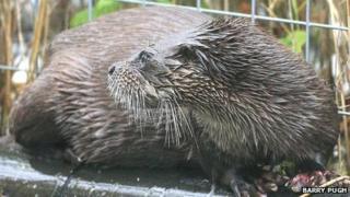 The otter