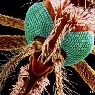 Close up of a mosquito