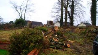 Trees cut down at Castle Manor