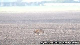 Sheila the wallaby in a field in Cambridgeshire