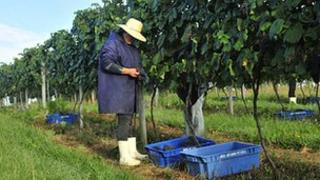 Alt: Wines being harvested in southern Brazil