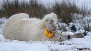 Walker the polar bear